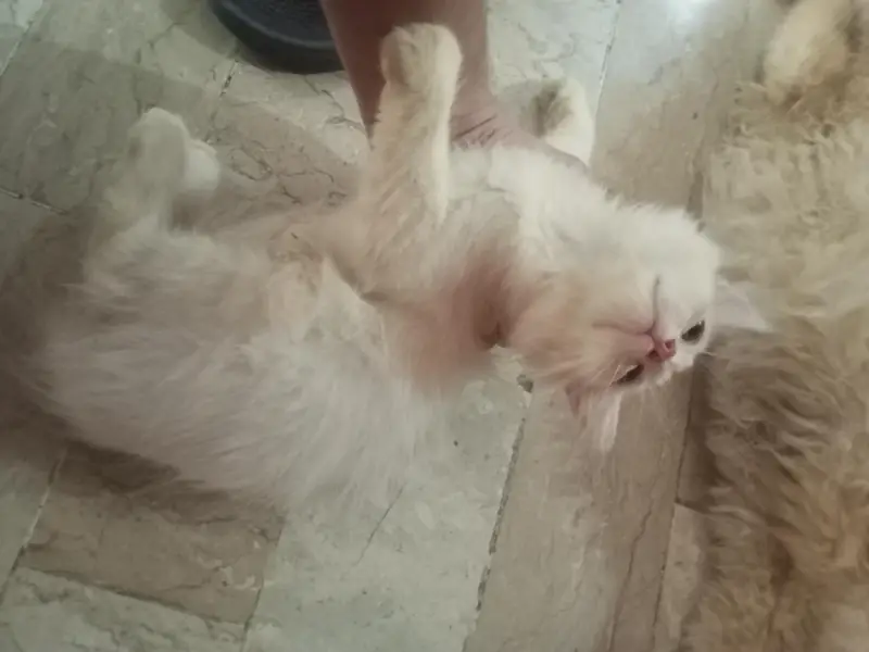 Doll Face Persian Kittens — photo 8