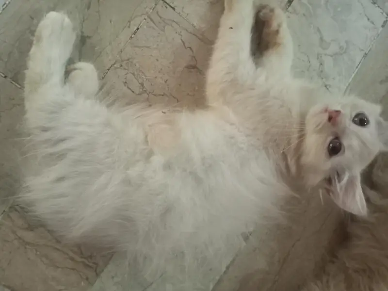 Doll Face Persian Kittens — photo 9