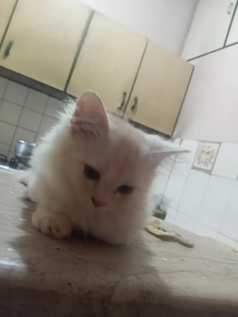 Doll Face Persian Kittens — photo 10