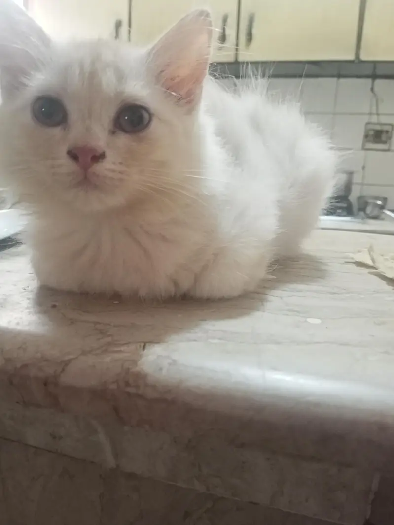 Doll Face Persian Kittens — photo 11