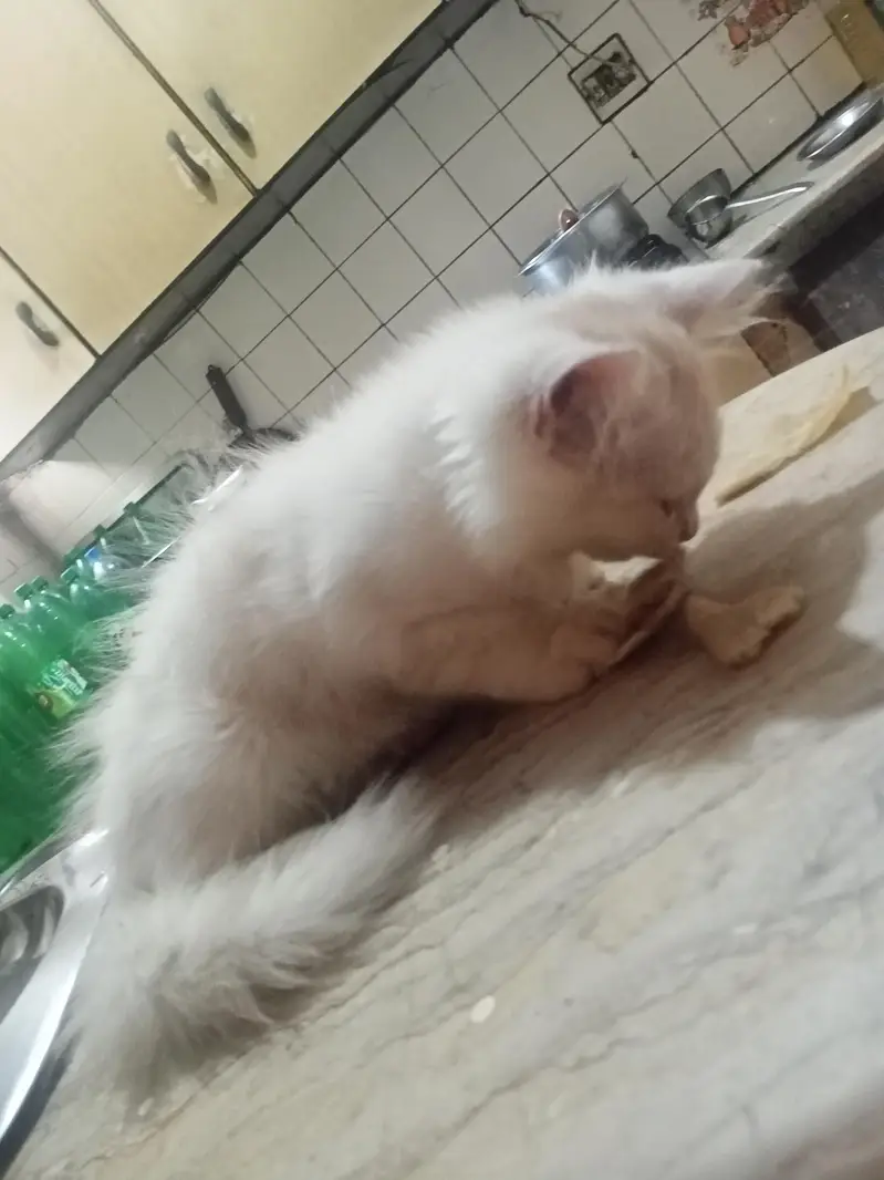 Doll Face Persian Kittens — photo 12