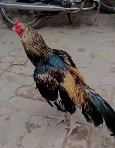 ASEEL BREEDER
