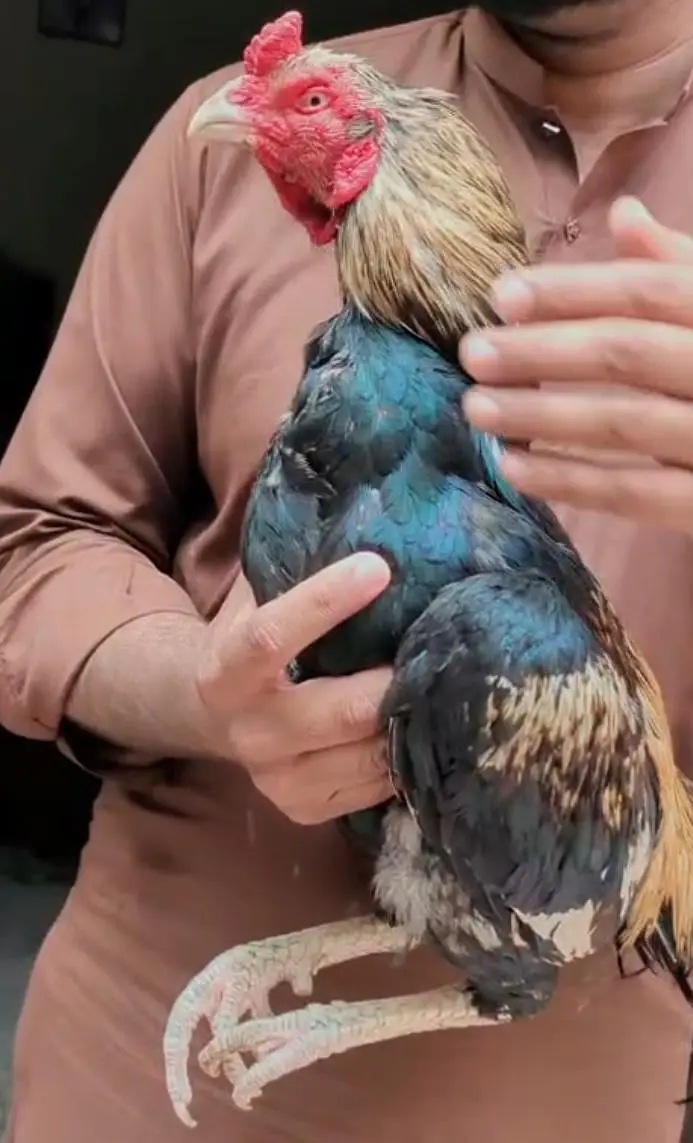 ASEEL BREEDER — photo 2