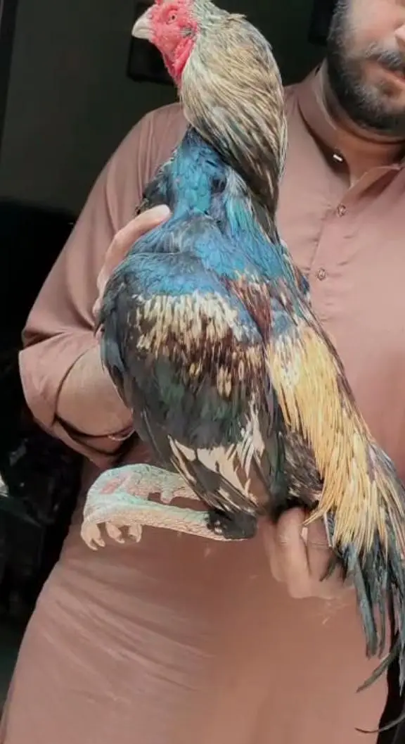 ASEEL BREEDER — photo 3