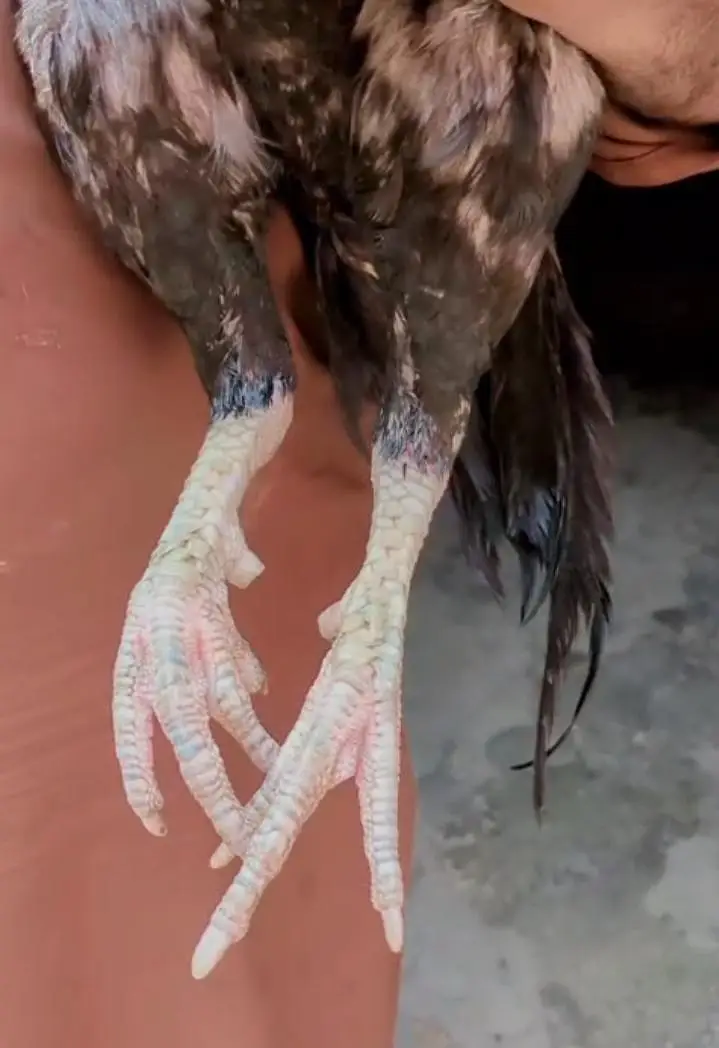 ASEEL BREEDER — photo 4