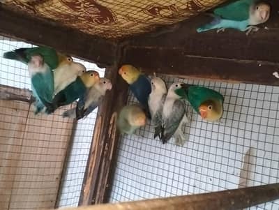 12 ove birds breeder piece for sale
