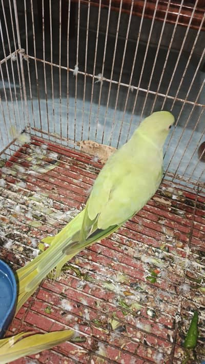 breeder female for sale hy