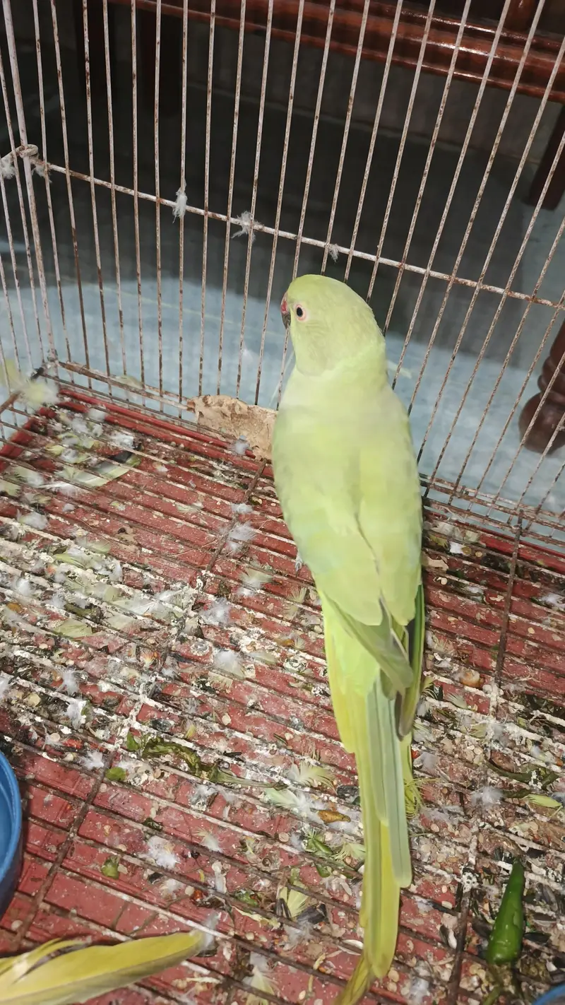 breeder female for sale hy — photo 2
