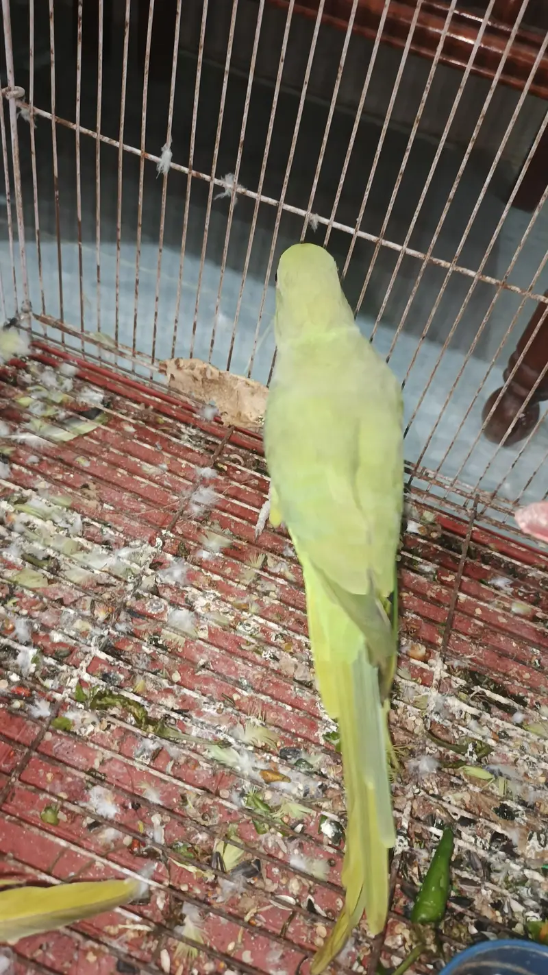 breeder female for sale hy — photo 3
