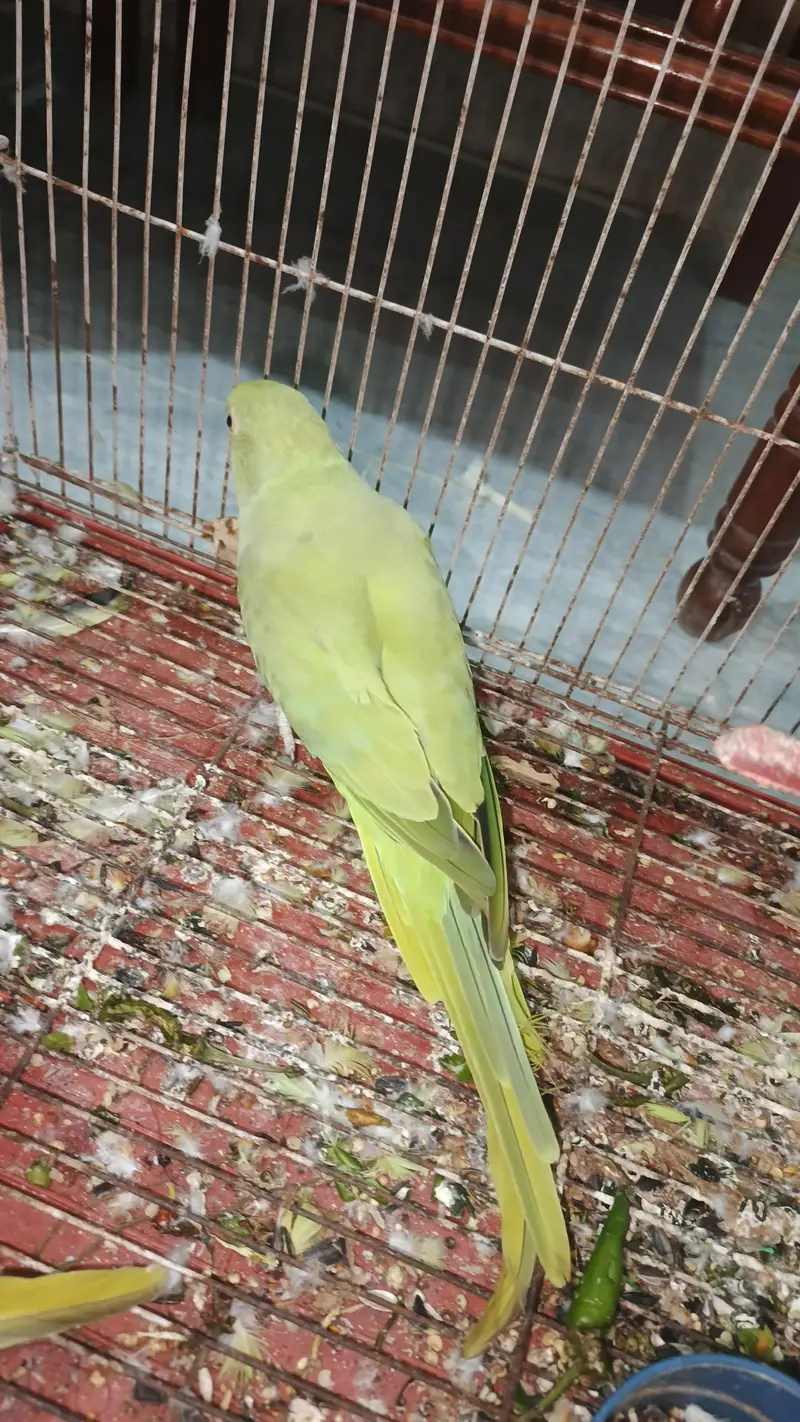 breeder female for sale hy — photo 4