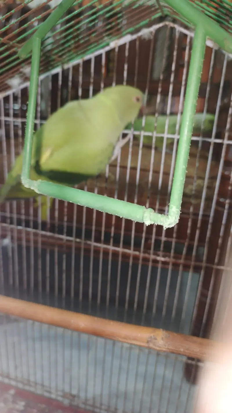 breeder female for sale hy — photo 7