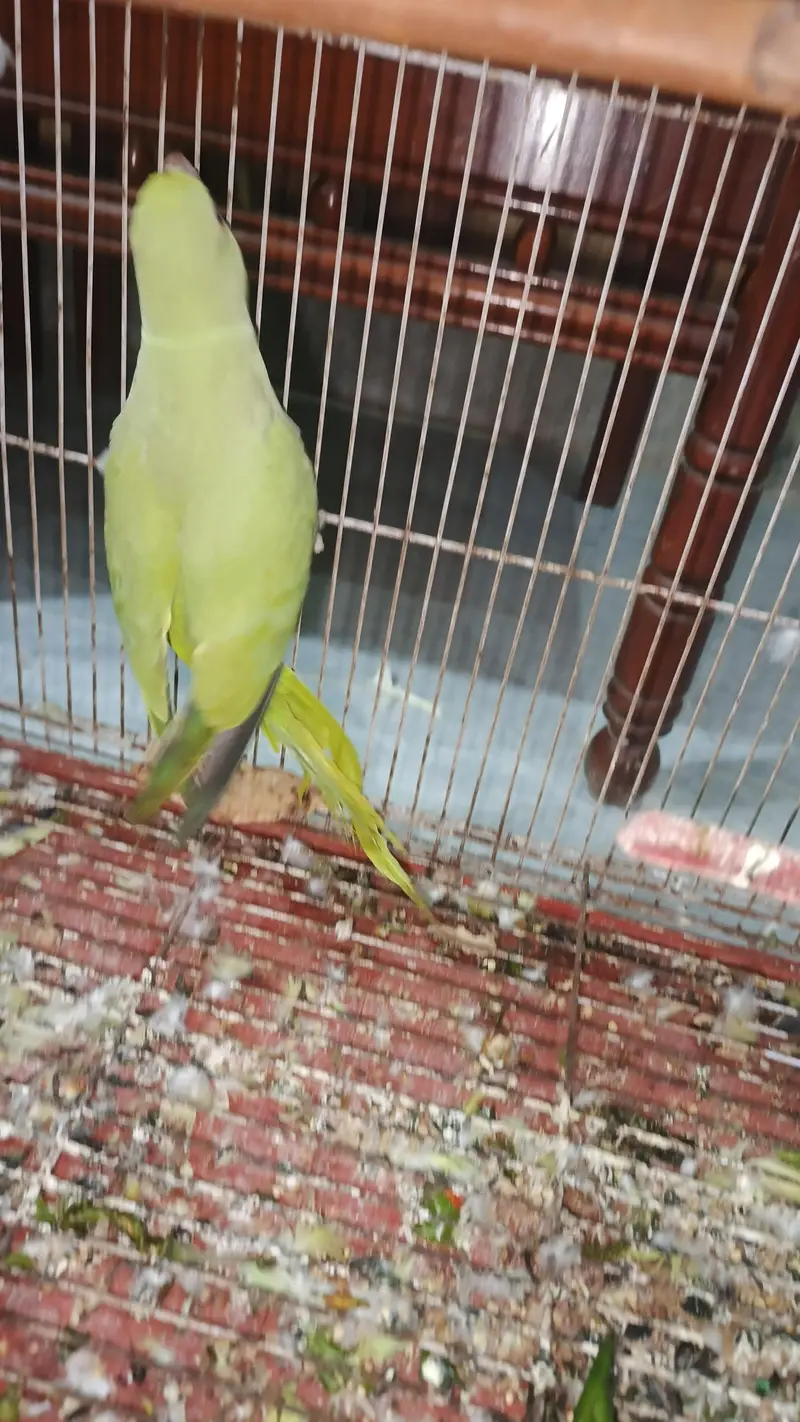 breeder female for sale hy — photo 9