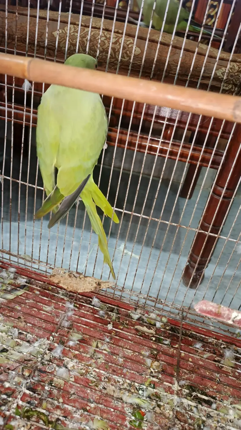 breeder female for sale hy — photo 10