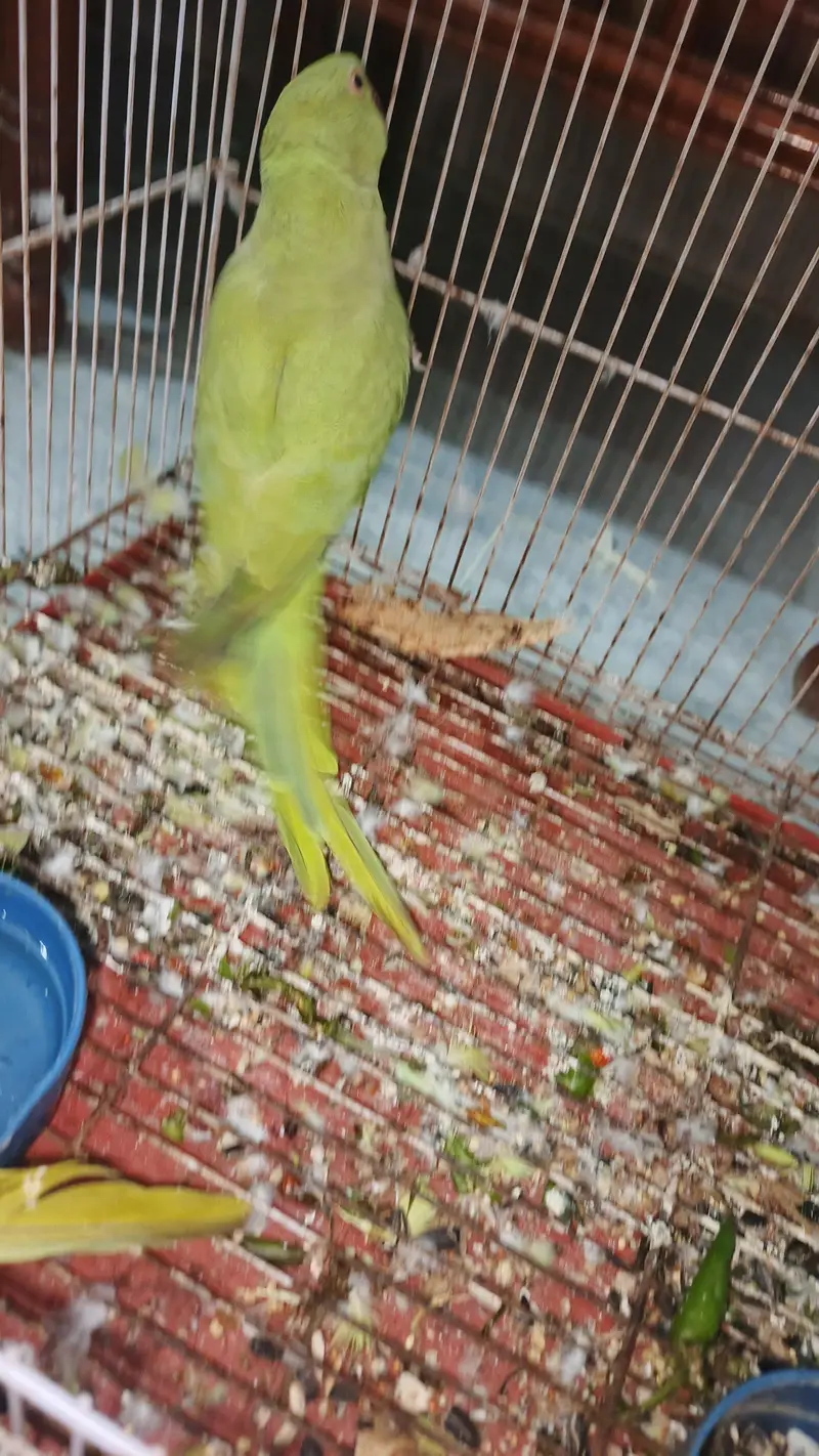 breeder female for sale hy — photo 11