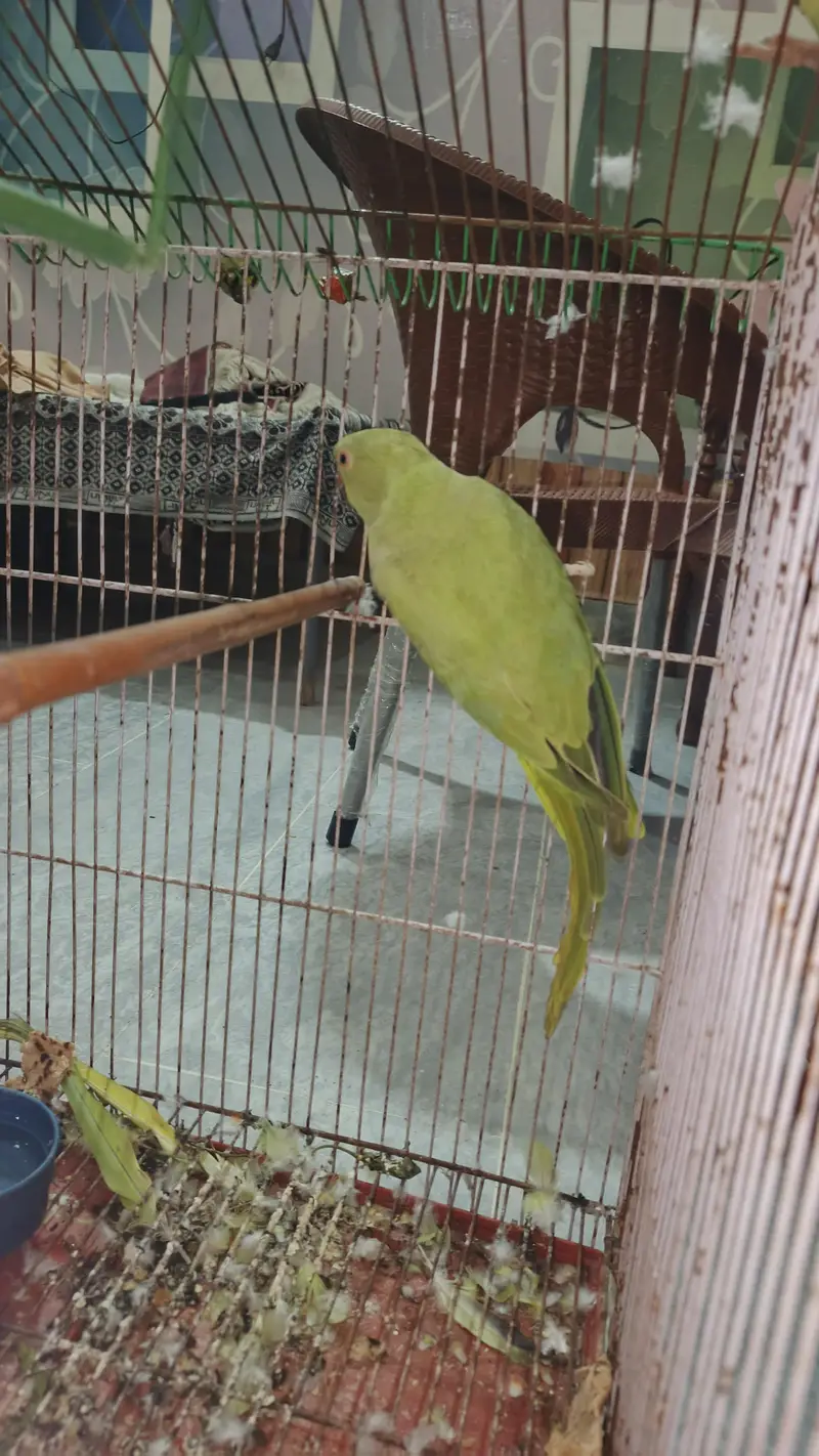 breeder female for sale hy — photo 12