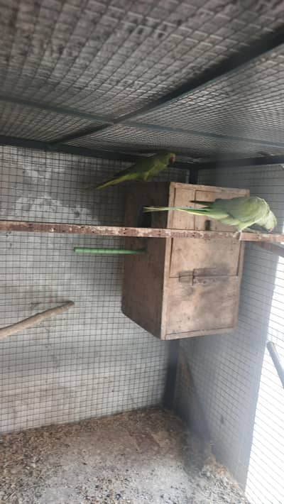 talking male and female simple hy breeder pair for sale