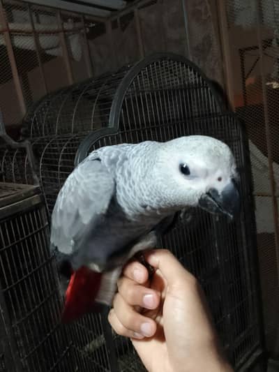 GREY PAROOT BABY/03152248124