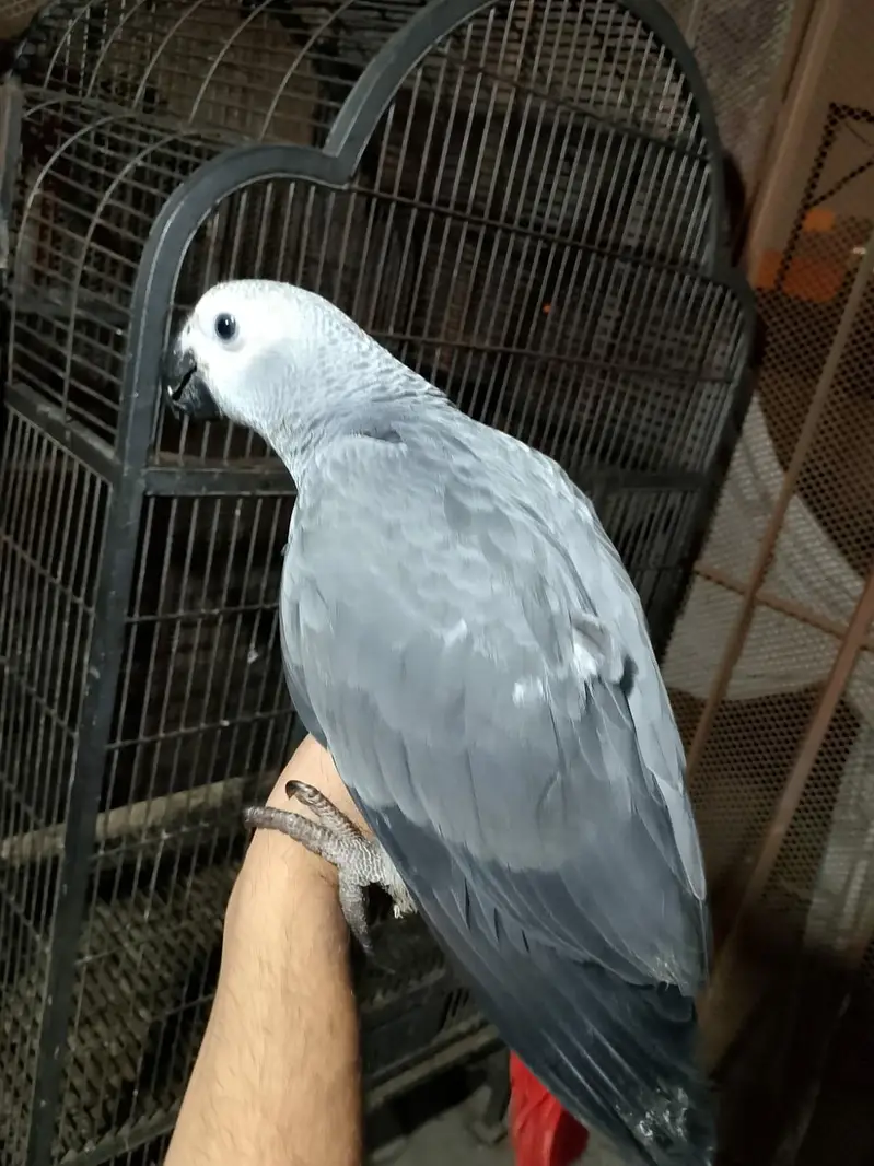 GREY PAROOT BABY/03152248124 — photo 2