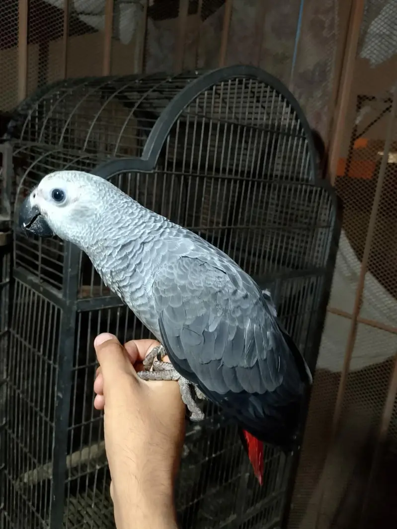 GREY PAROOT BABY/03152248124 — photo 3