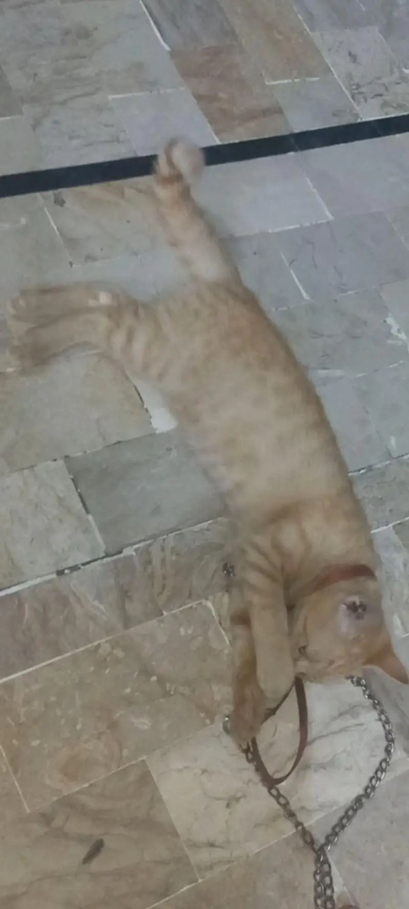 final or video's k liye whtsapp pr rabta kren urgent sale 03341275397 — photo 3