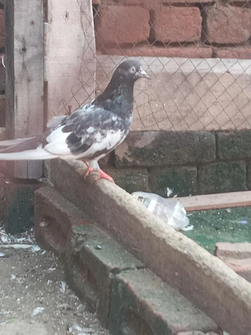 jaldar jora — photo 3