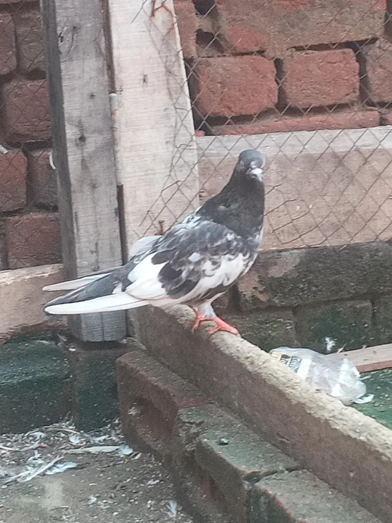 jaldar jora — photo 4