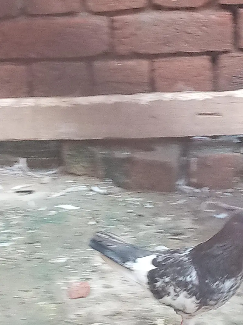 jaldar jora — photo 5