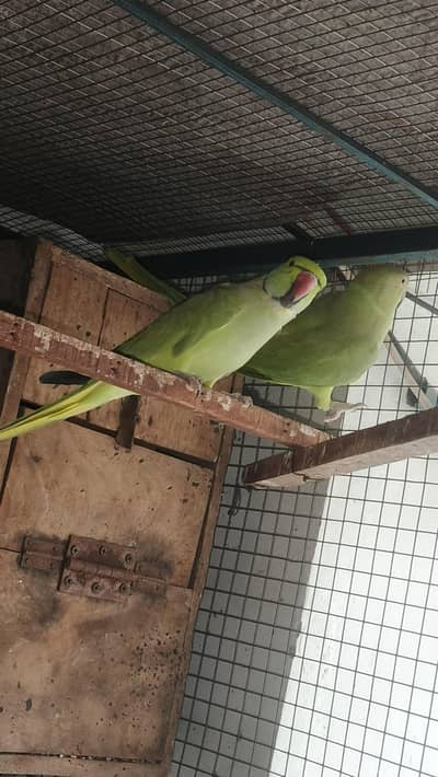 talking male and female simple hy breeder pair for sale