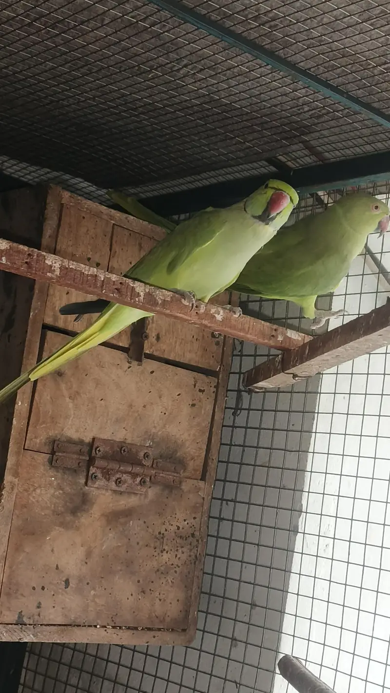 talking male and female simple hy breeder pair for sale — photo 2