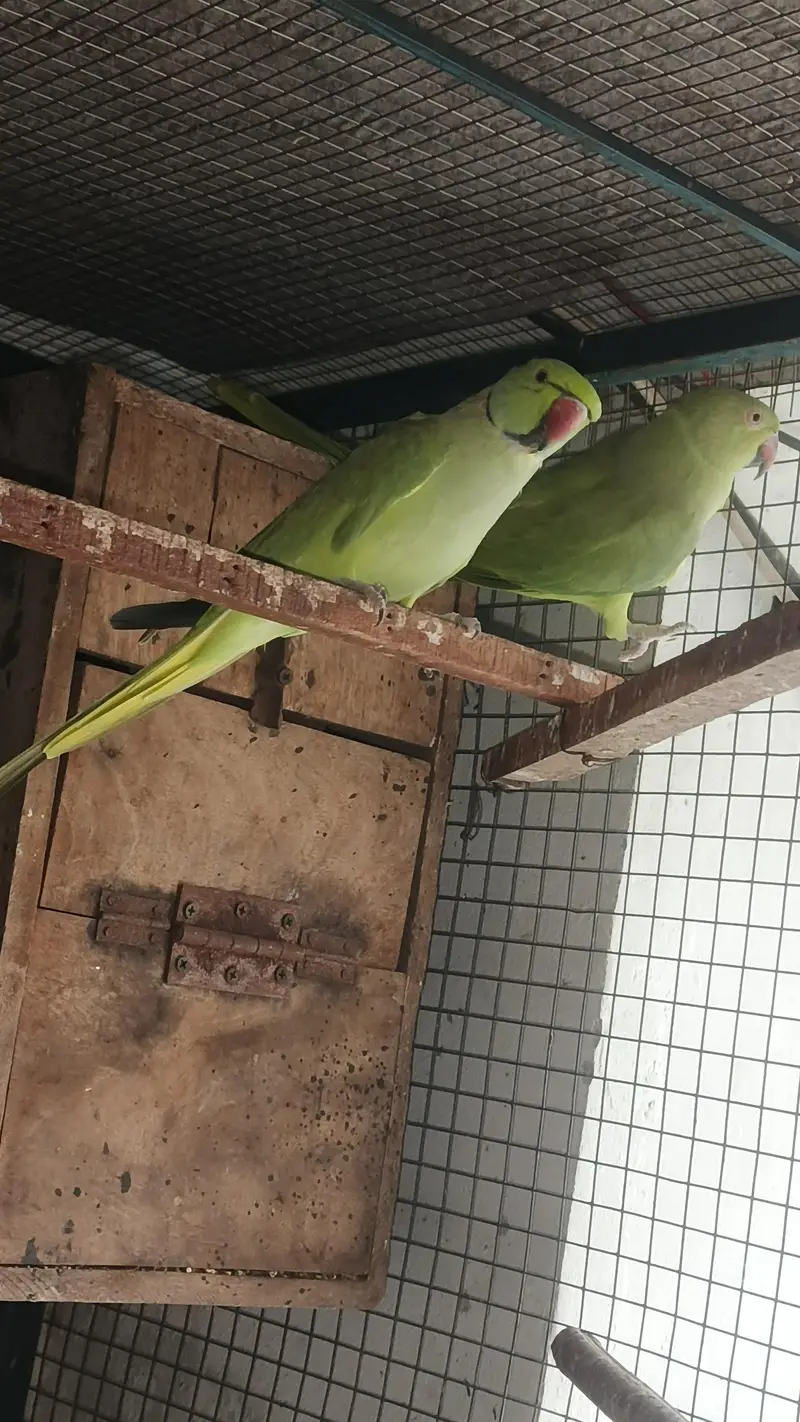 talking male and female simple hy breeder pair for sale — photo 3
