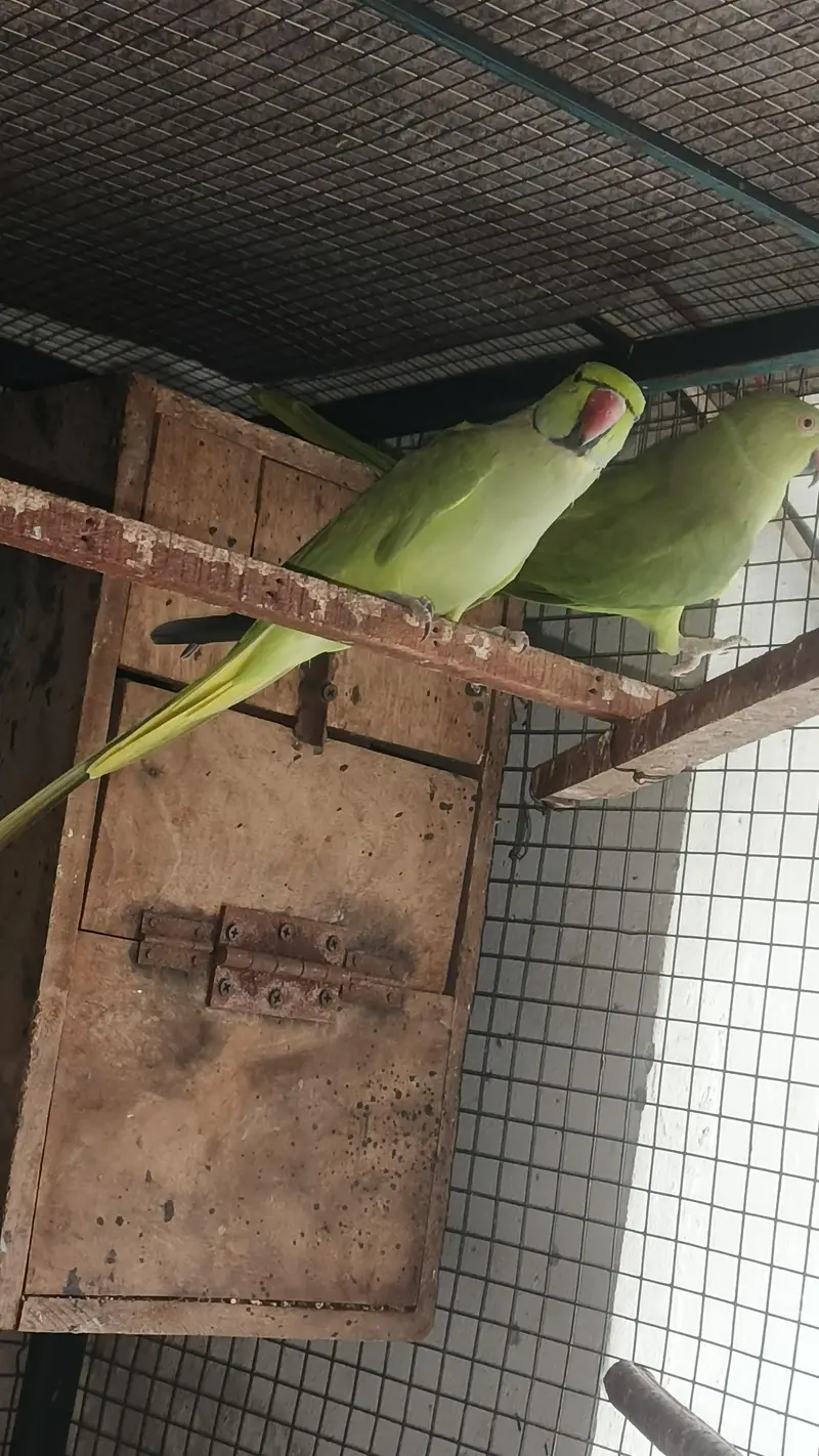 talking male and female simple hy breeder pair for sale — photo 4