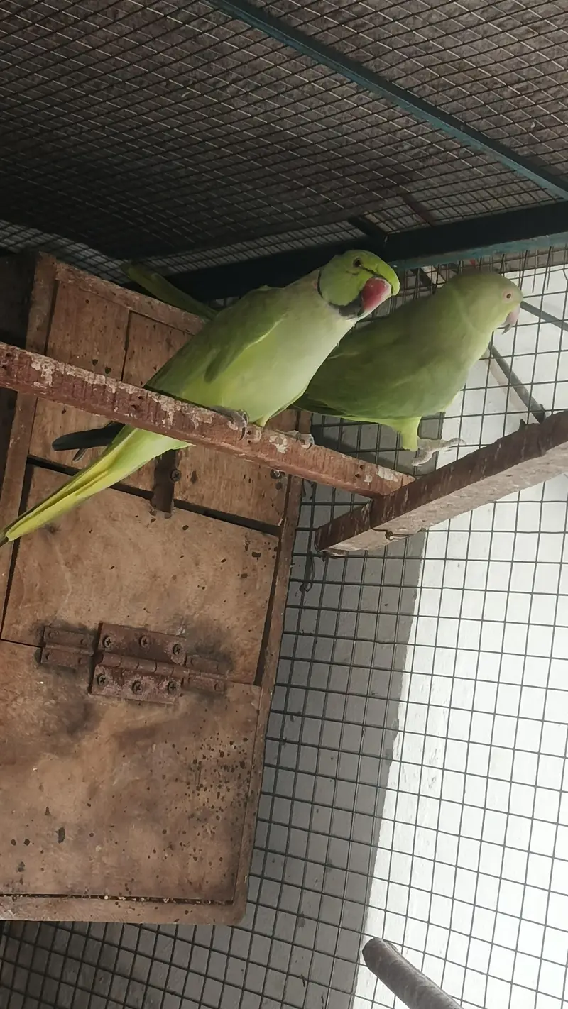 talking male and female simple hy breeder pair for sale — photo 5