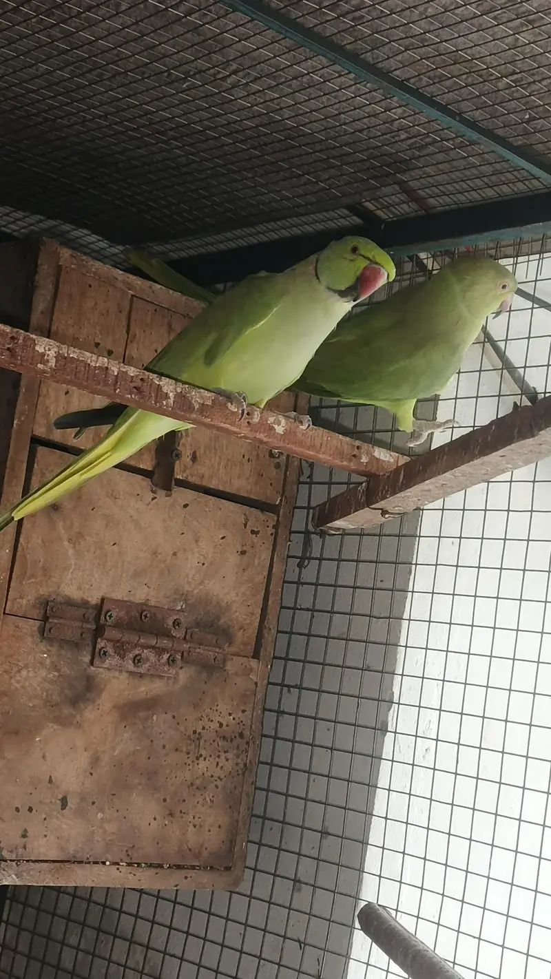 talking male and female simple hy breeder pair for sale — photo 6