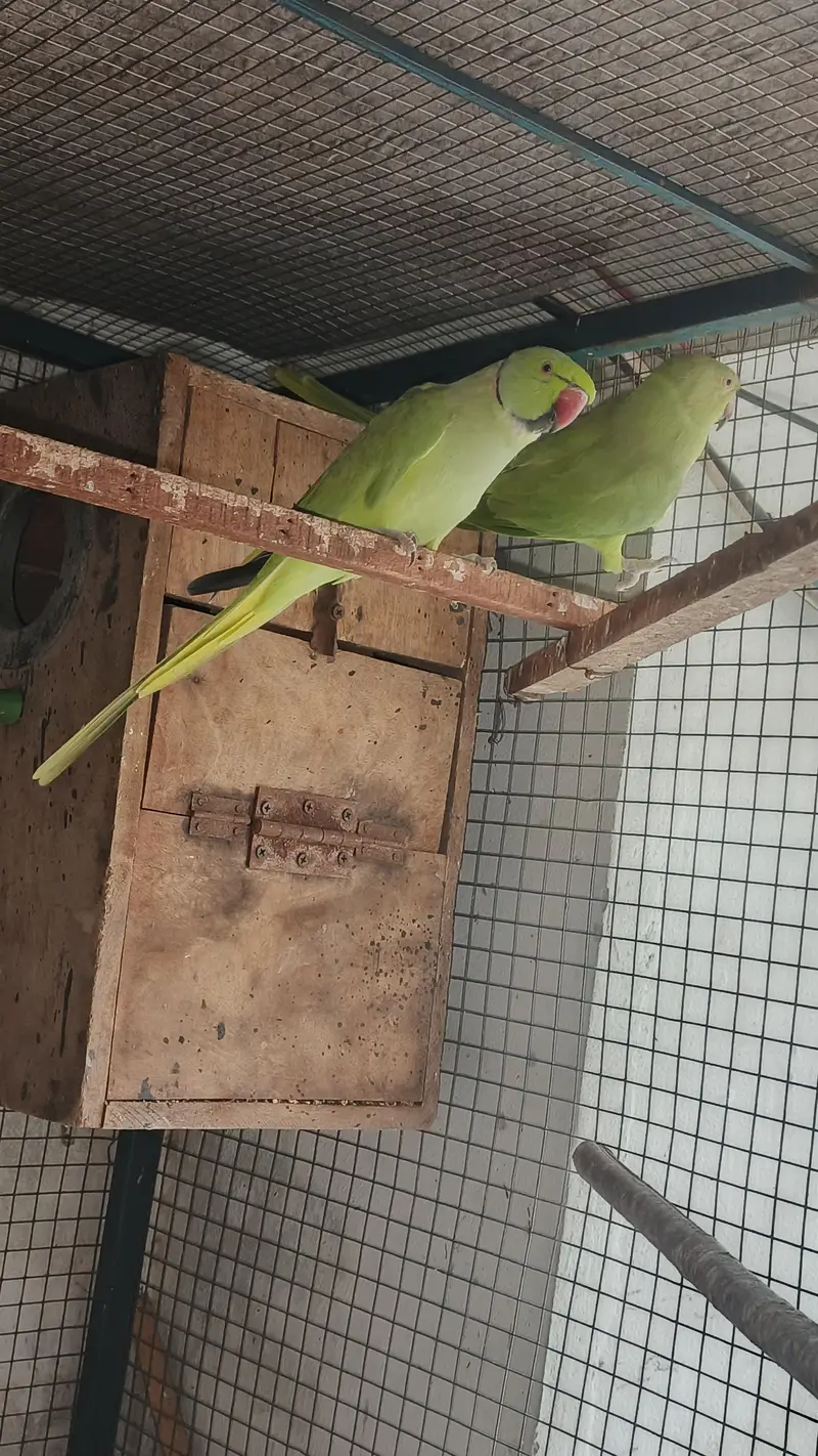 talking male and female simple hy breeder pair for sale — photo 7