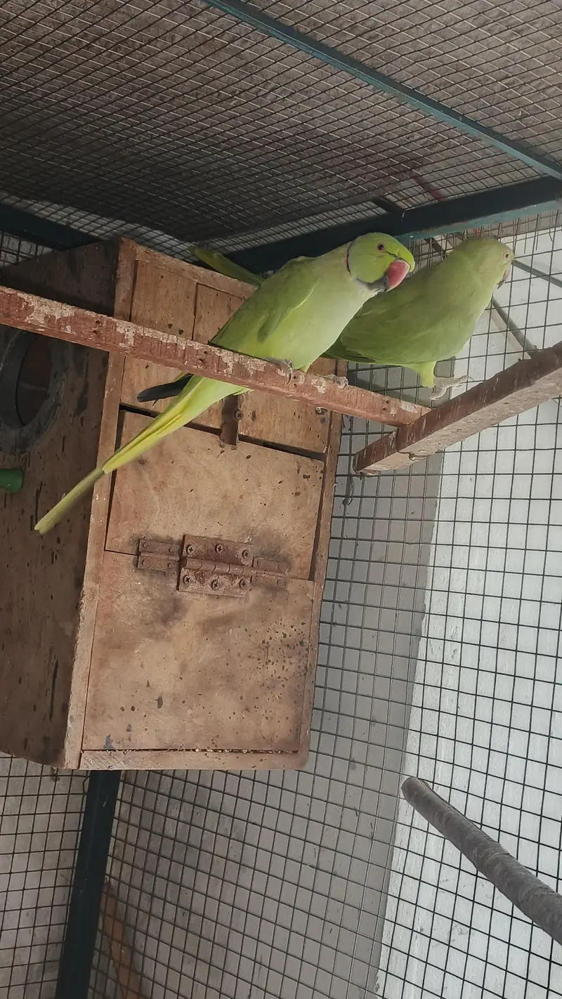 talking male and female simple hy breeder pair for sale — photo 8