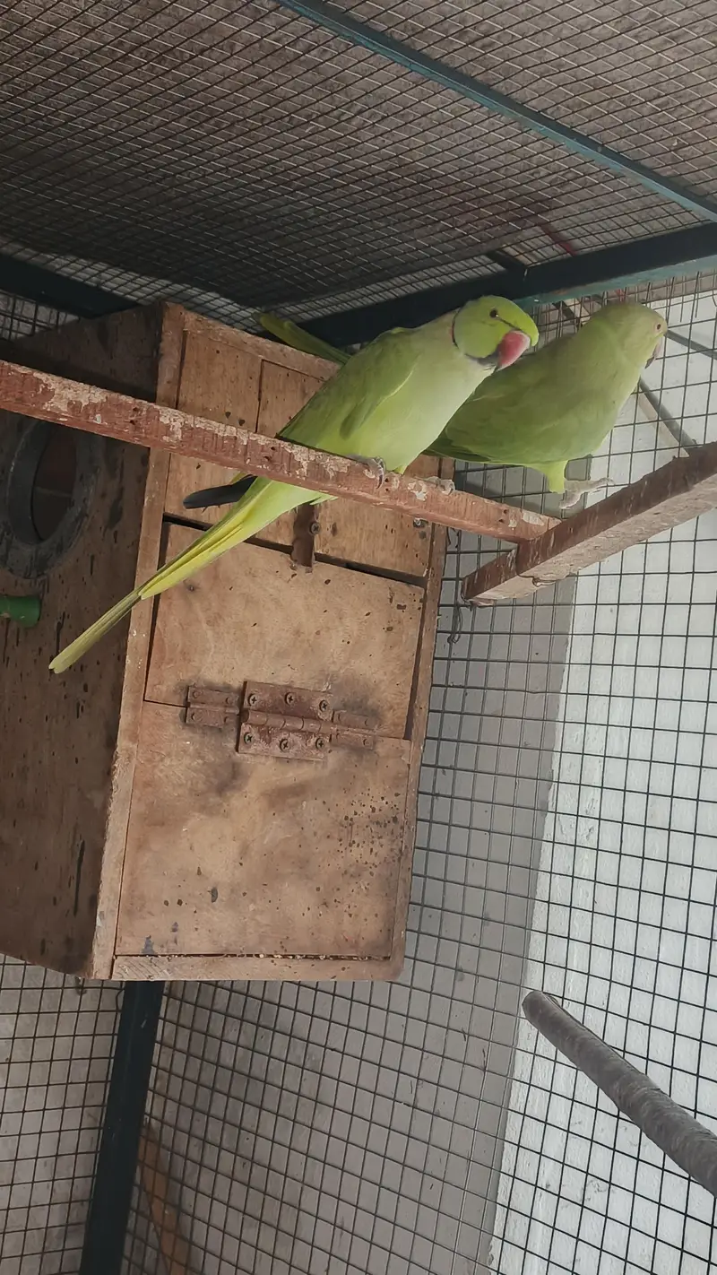 talking male and female simple hy breeder pair for sale — photo 9
