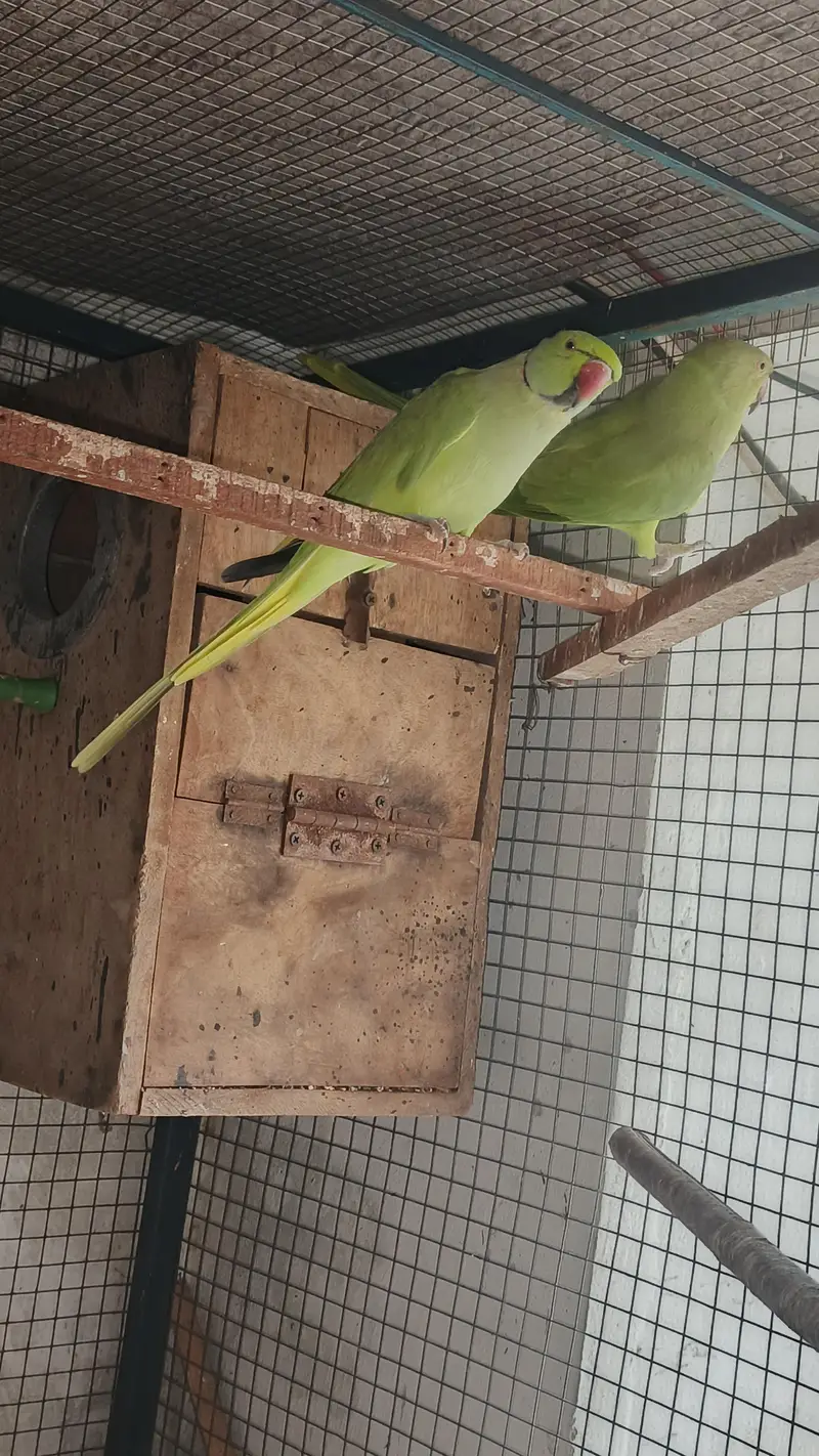 talking male and female simple hy breeder pair for sale — photo 10