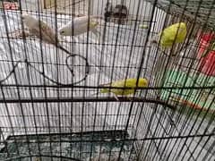 mix parrot available