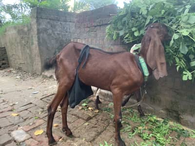 Beetal goat for sale