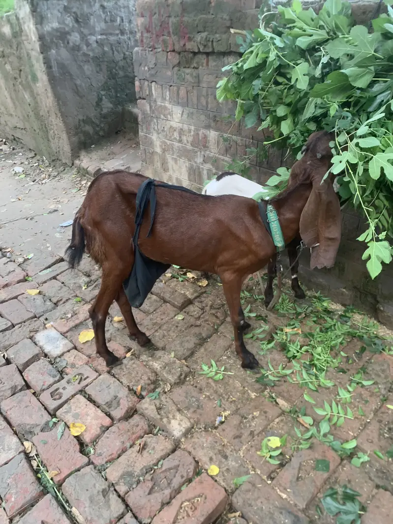 Beetal goat for sale — photo 2