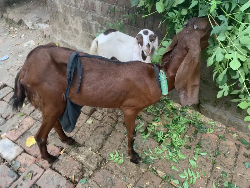 Beetal goat for sale — photo 3