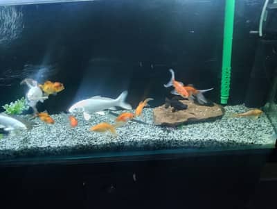 Goldfishs for sale