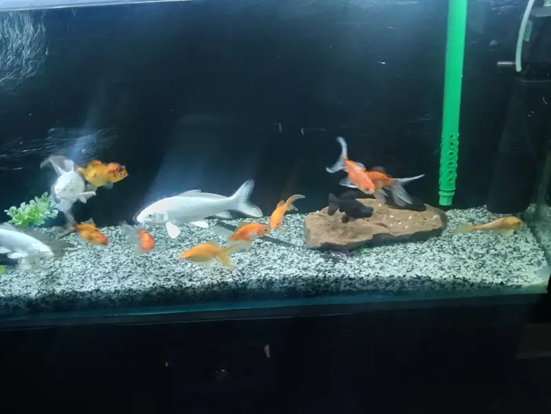 Goldfishs for sale
