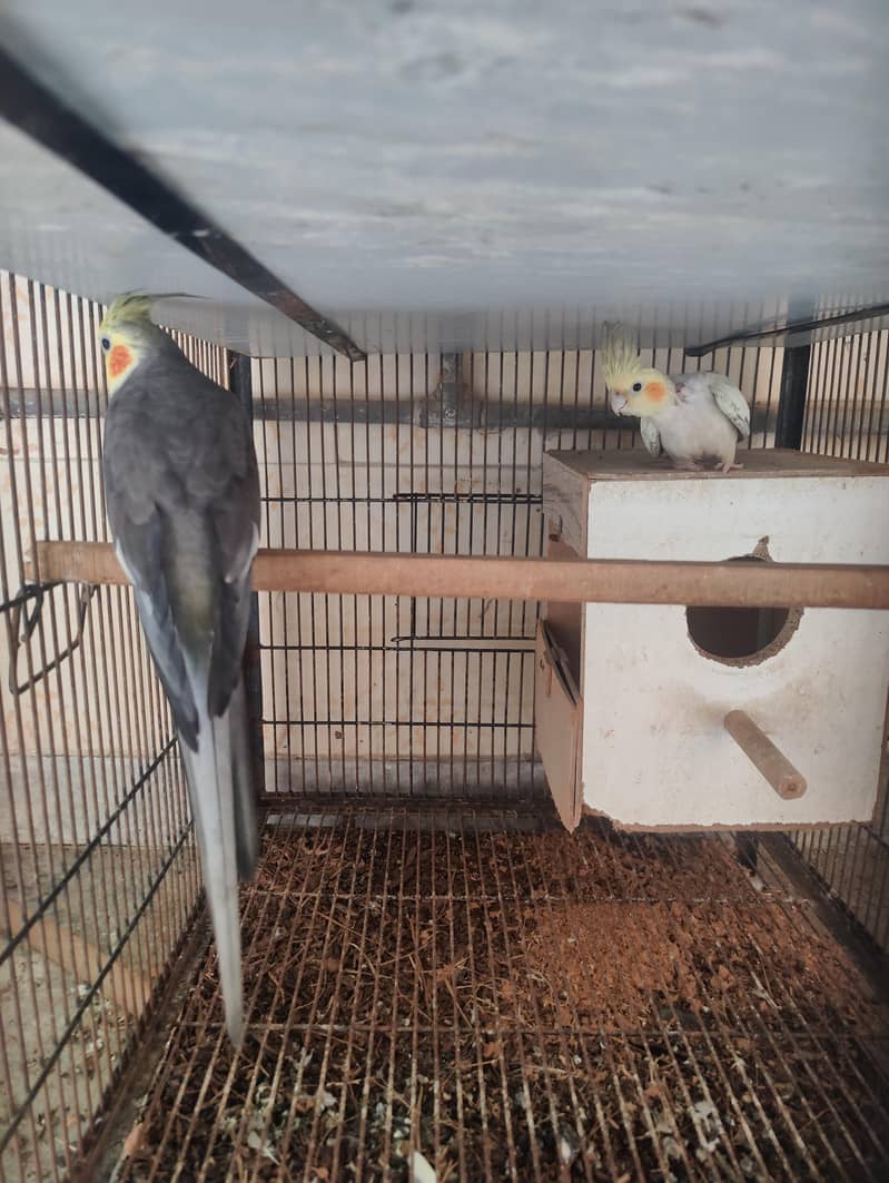 cocktail breader pair 0