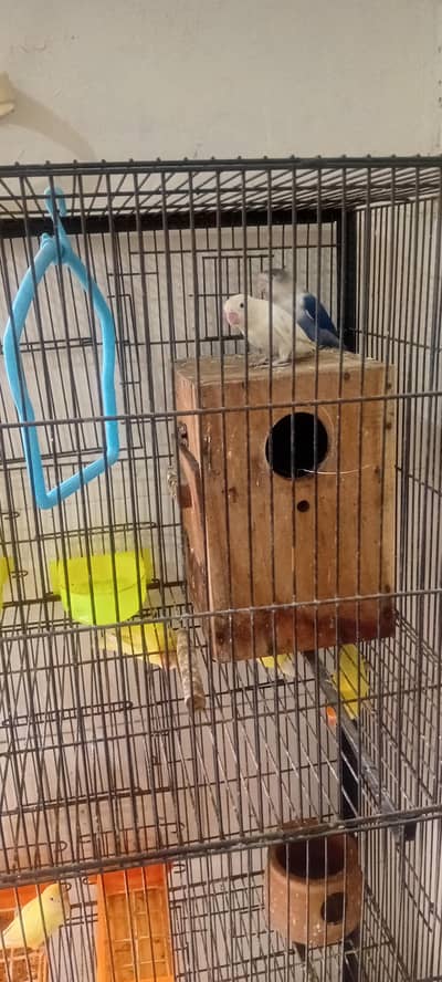 lpve bird n cage for sale