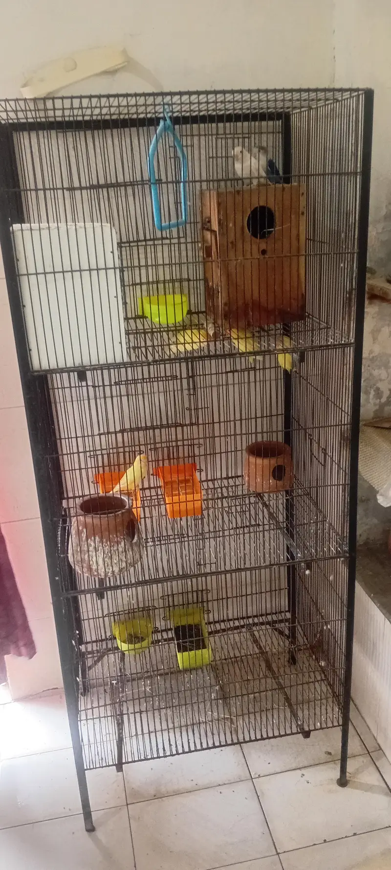 lpve bird n cage for sale — photo 2