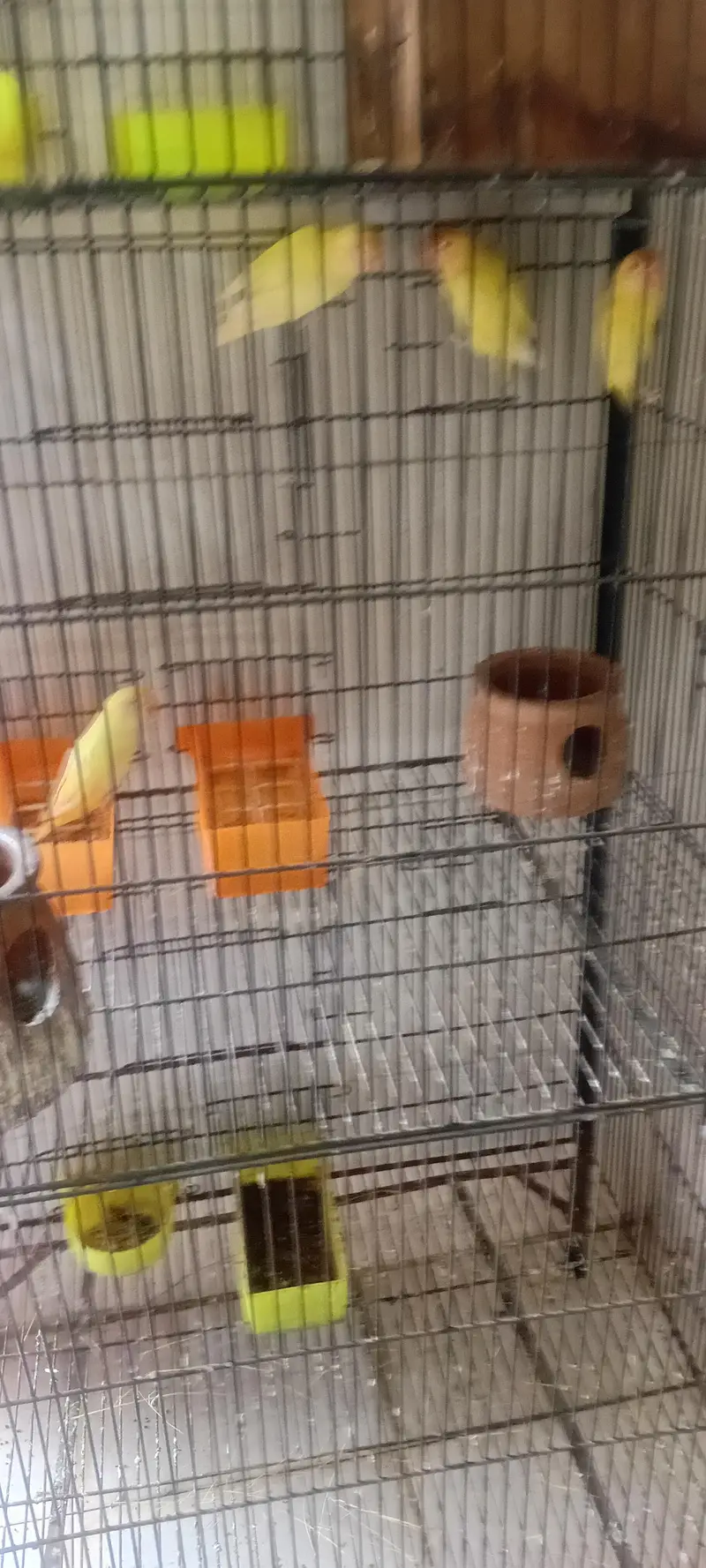 lpve bird n cage for sale — photo 3