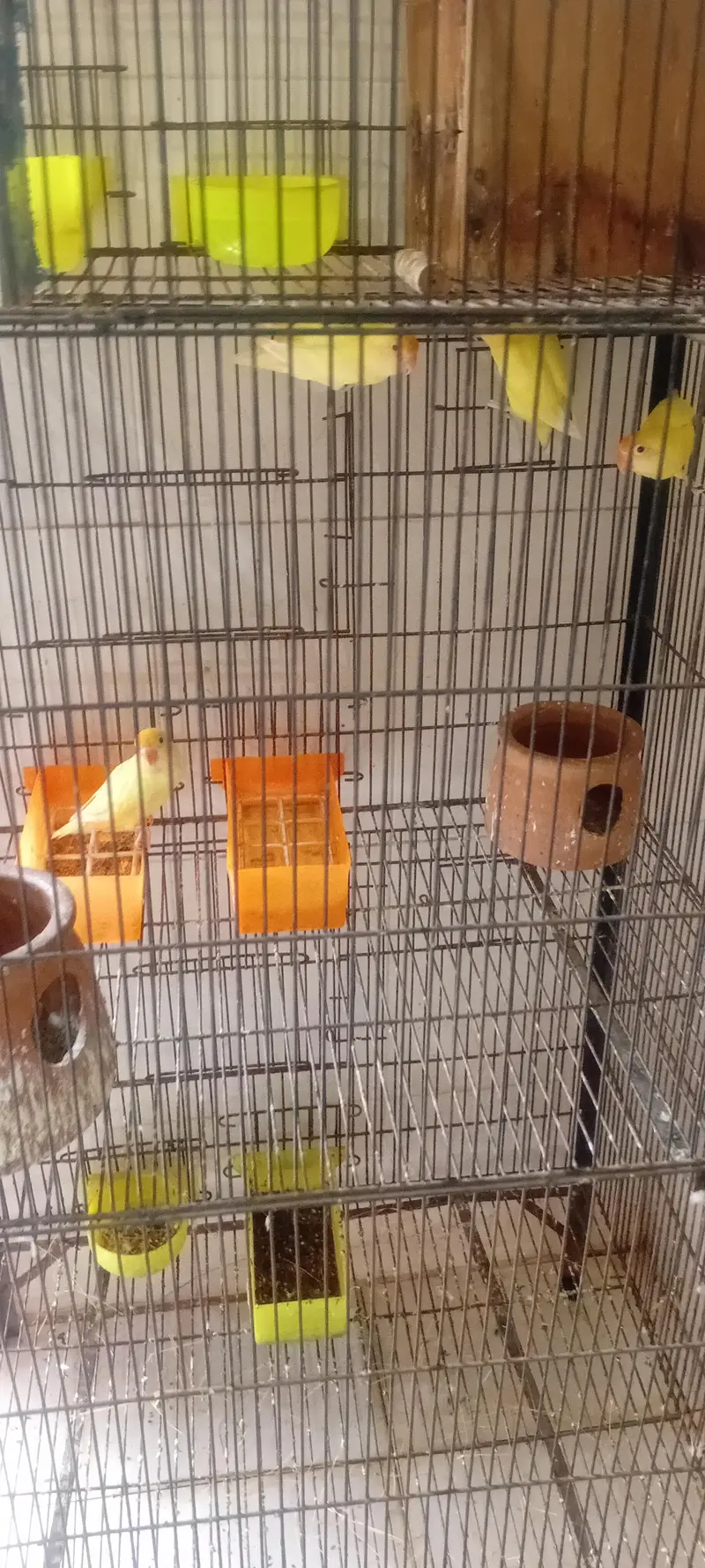 lpve bird n cage for sale — photo 4