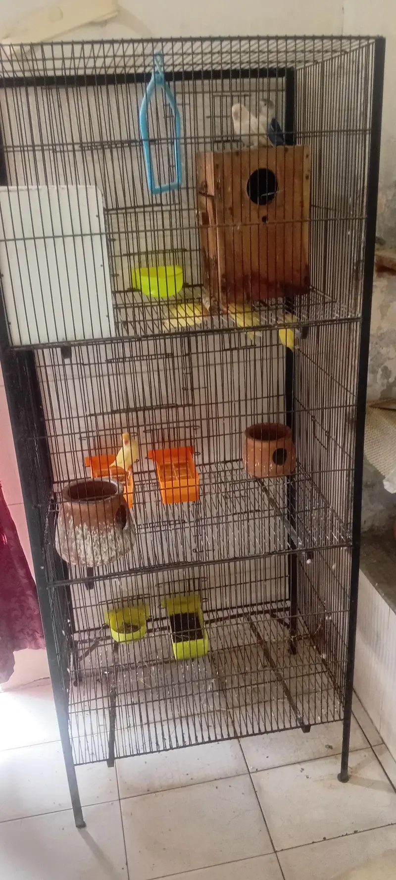 lpve bird n cage for sale — photo 5