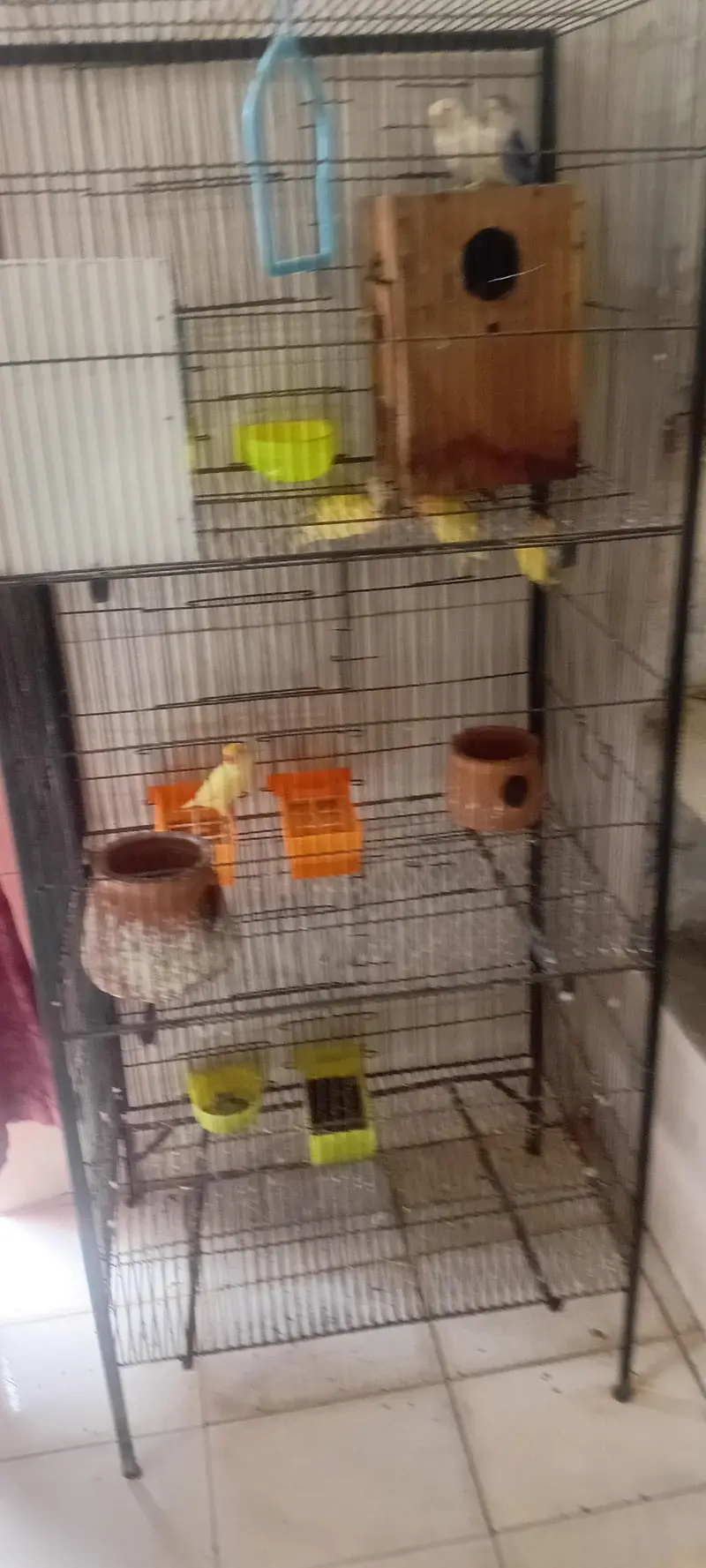 lpve bird n cage for sale — photo 6